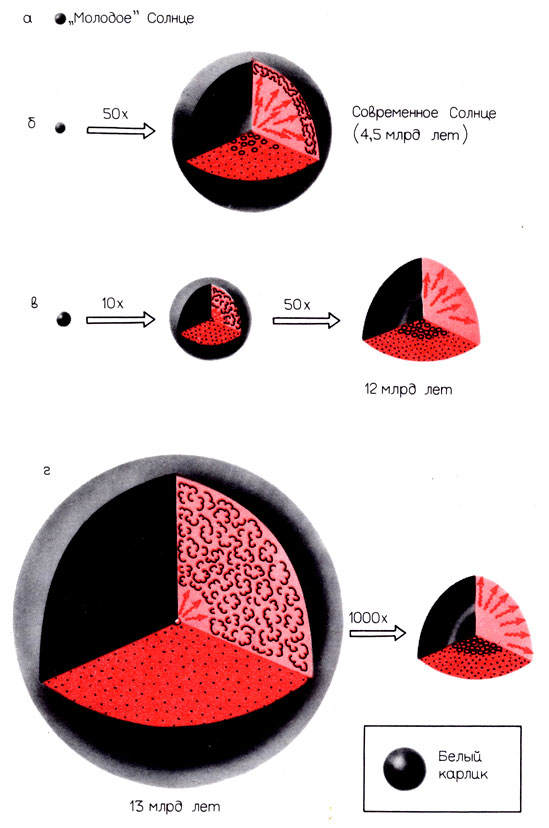 Рис. 5.2. Внутреннее строение Солнца, полученное с помощью компьютерной модели, на разных стадиях его развития. Обозначения те же, что и на рис. 4.2. В отличие от этого рисунка теперь показаны области, обогащенные гелием. Они символически изображены с помощью кружков. Исходное вещество, богатое водородом, показано точками. С течением времени в центральной области Солнца становится все больше гелия, а сама эта область расширяется. Слева показаны изображения звезд в одинаковом масштабе (однако этот масштаб не совпадает с масштабом рисунков в левой части рис. 4.2). Справа от них показаны в увеличенном размере внутренние области, приведен масштаб увеличения: а - 'молодое' Солнце, б-современное Солнце. В центре звезды, показанной на рис. в, уже есть сфера, целиком занятая гелием, который возник в результате горения водорода. Ядерная реакция превращения водорода в гелий происходит теперь в тонком слое, который окружает гелиевую сферу. На рис. г показано Солнце на стадии красного гиганта. Хорошо видны толстая внешняя конвективная зона и относительно малое внутреннее гелиевое ядро, размеры которого близки к диаметру белого карлика. Белый карлик изображен для сравнения справа внизу в масштабе, увеличенном в 100 раз по сравнению с изображением центральной части звезды на рис. г.